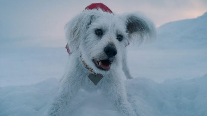 James Gunn's Dog, Ozu Reacts to Seeing Himself as Krypto in "Superman"